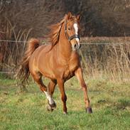 Arabisk fuldblod (OX) Florence