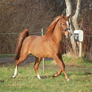 Arabisk fuldblod (OX) Florence