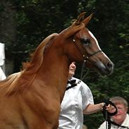 Arabisk fuldblod (OX) Florence