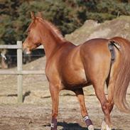 Arabisk fuldblod (OX) Florence