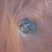 Arabisk fuldblod (OX) Florence