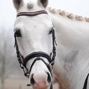 Anden særlig race Silver Moon