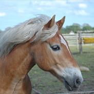 Haflinger Standon