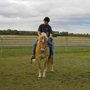Haflinger Standon