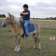 Haflinger Standon