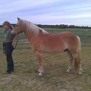 Haflinger Standon