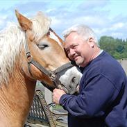 Haflinger Standon