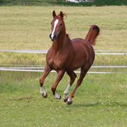 Palomino Rainbow Red Angel (solgt)