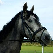 Dansk Varmblod Amona