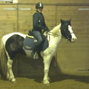 Anden særlig race Buller (Part)