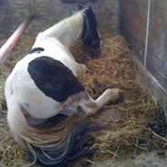 Anden særlig race Buller (Part)