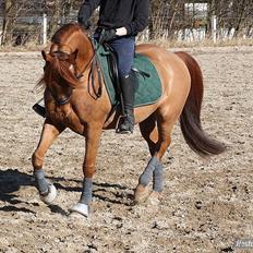 Anden særlig race Lundgaards Chivas Regal