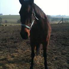 Svensk Varmblod Rybo Monty *lånt ud*