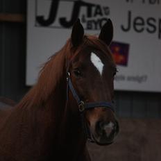 Trakehner Pro firfod