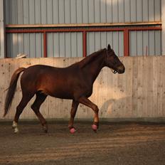 Trakehner Pro firfod