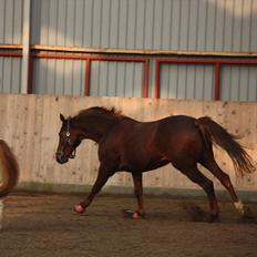 Trakehner Pro firfod