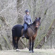 Irsk Sportspony Laney's Max