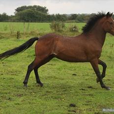 Hollandsk Sportspony Nortan <3 *best friend* (Dengsen)