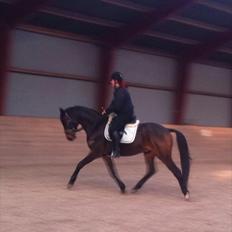 Dansk Varmblod Mirain Gatsby 
