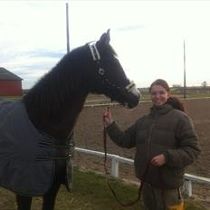 Anden særlig race Leal