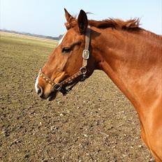 Dansk Varmblod Ravell´s Roxette (Roxy)