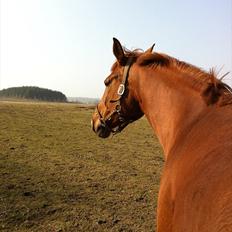 Dansk Varmblod Ravell´s Roxette (Roxy)