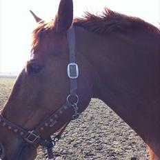 Dansk Varmblod Ravell´s Roxette (Roxy)