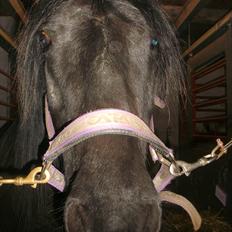 Welsh Cob (sec D) Chanel