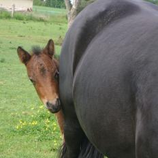 Dartmoor Cleo<3