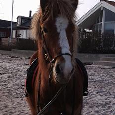 Islænder Fafnir fra Gadegård