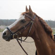 Hollandsk Sportspony Edo