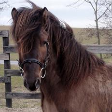 Islænder Reykur fra Valhalla