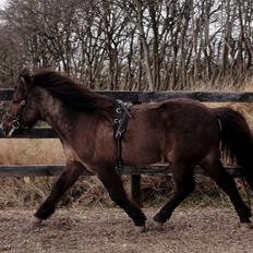 Islænder Reykur fra Valhalla