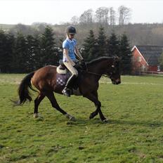 Anden særlig race Quick Brown Lady Z