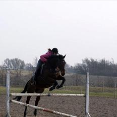 Fuldblod (XX) Colour Blind (Ire)