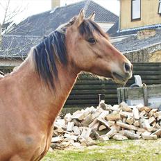 Anden særlig race Cokko