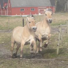 Fjordhest Freja | Stjerneponyen<3.