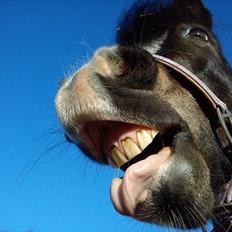 Welsh Mountain (sec A) Kobbersmedens Olivia (Solgt)