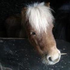 Anden særlig race Freja min gamle passer