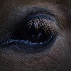 Anden særlig race Freja min gamle passer