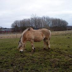 Fjordhest Lukas 