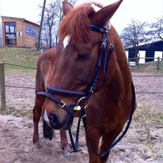 Anden særlig race kalula