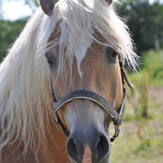 Haflinger Ariel-I *Avlshingst*