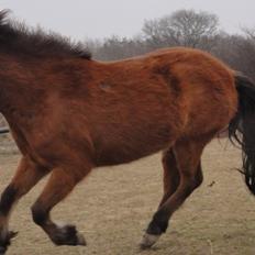 Islænder Ida fra Freersvang 