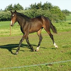 Anden særlig race Engbæks Lise-Lotte