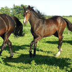 Anden særlig race Engbæks Lise-Lotte