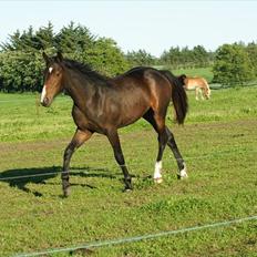 Anden særlig race Engbæks Lise-Lotte