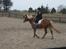 Haflinger Wincent - 3 gang jeg selv prøver Wincent <3