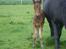 Dartmoor Cleo<3