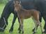 Dartmoor Cleo<3